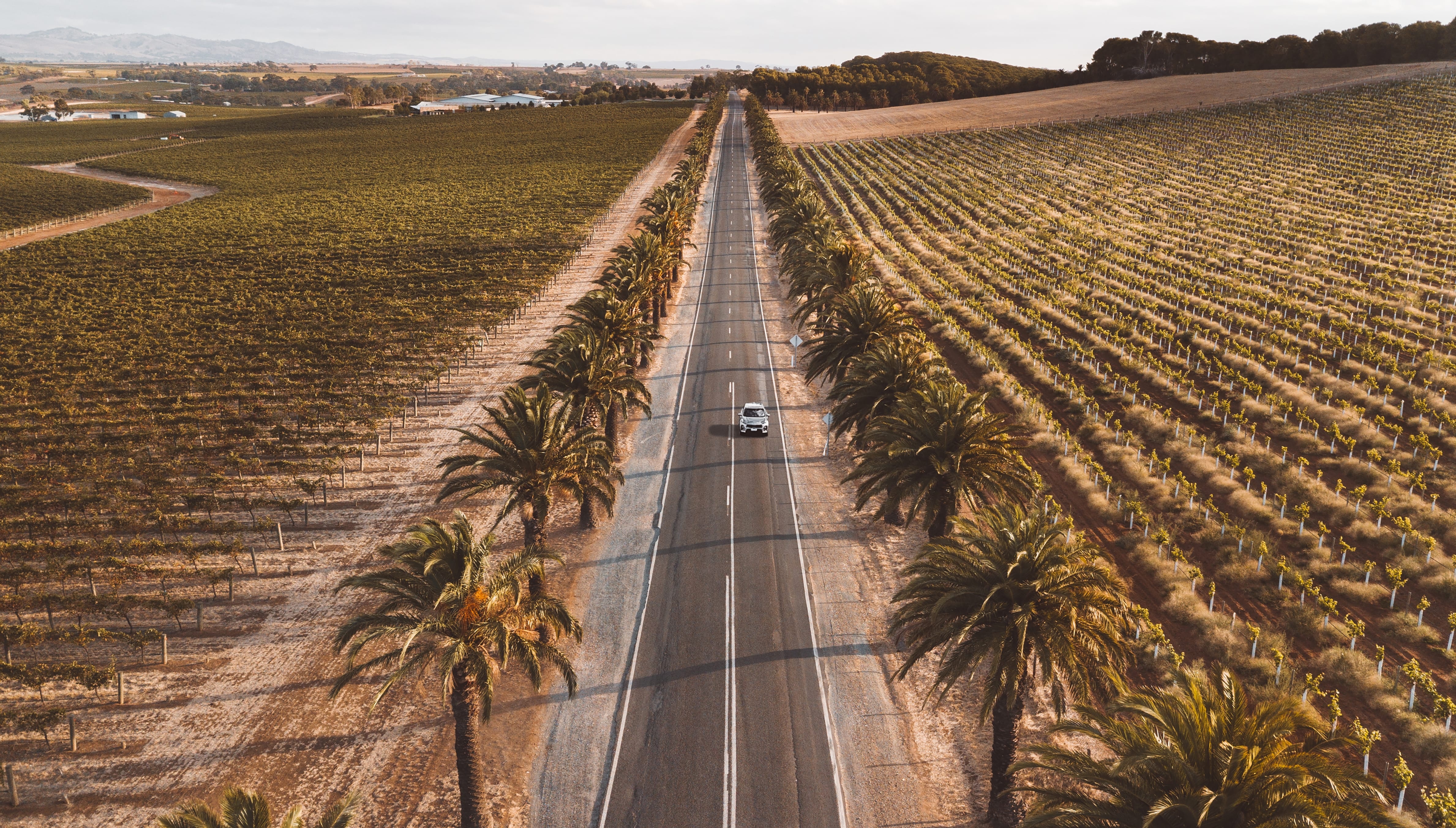 Hardys Tintara Image