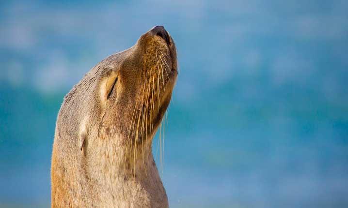 Nature And Wildlife Teaser