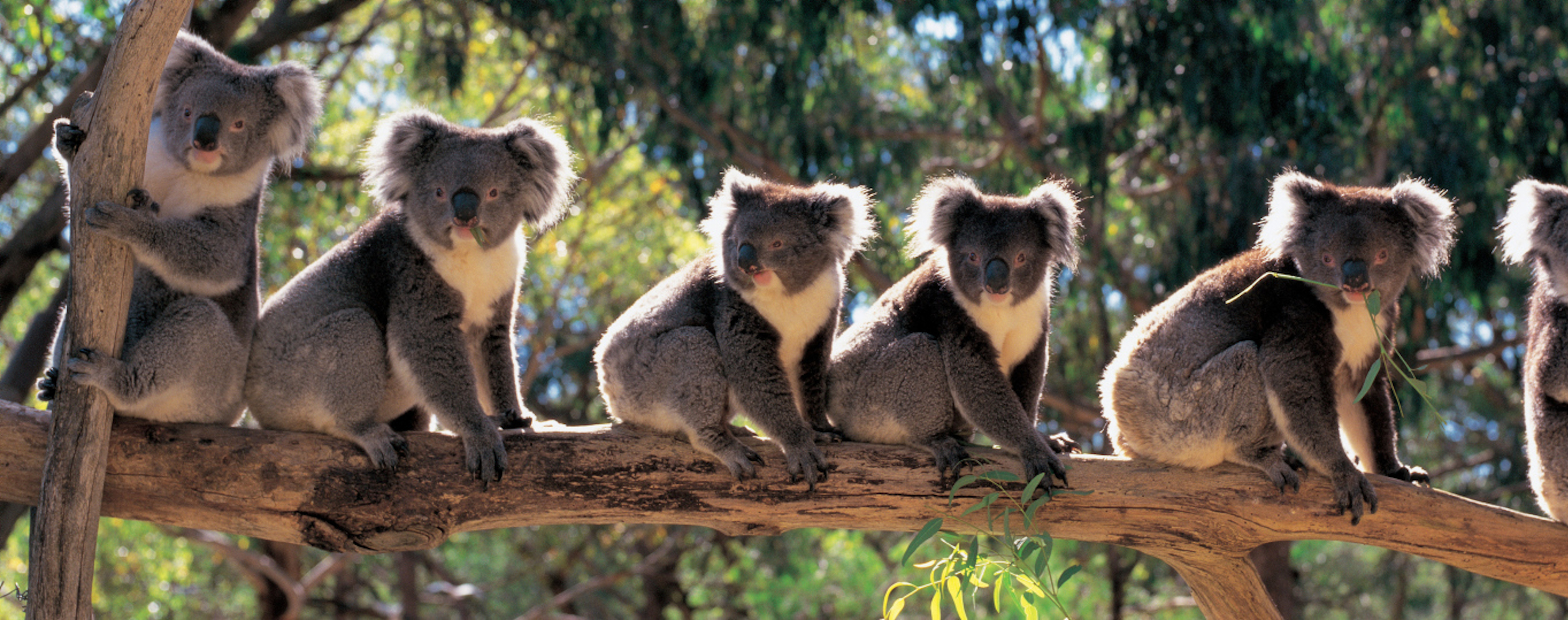 Koala Image For France