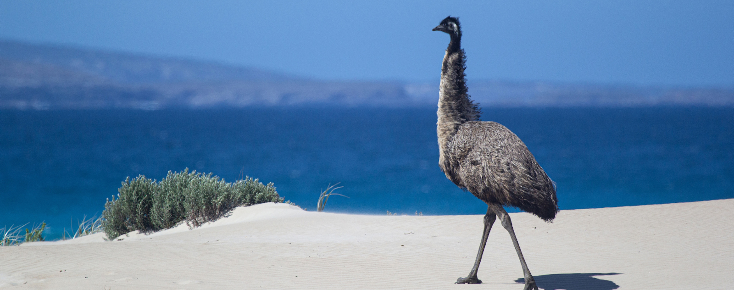 南澳大利亚州中文假期策划指南