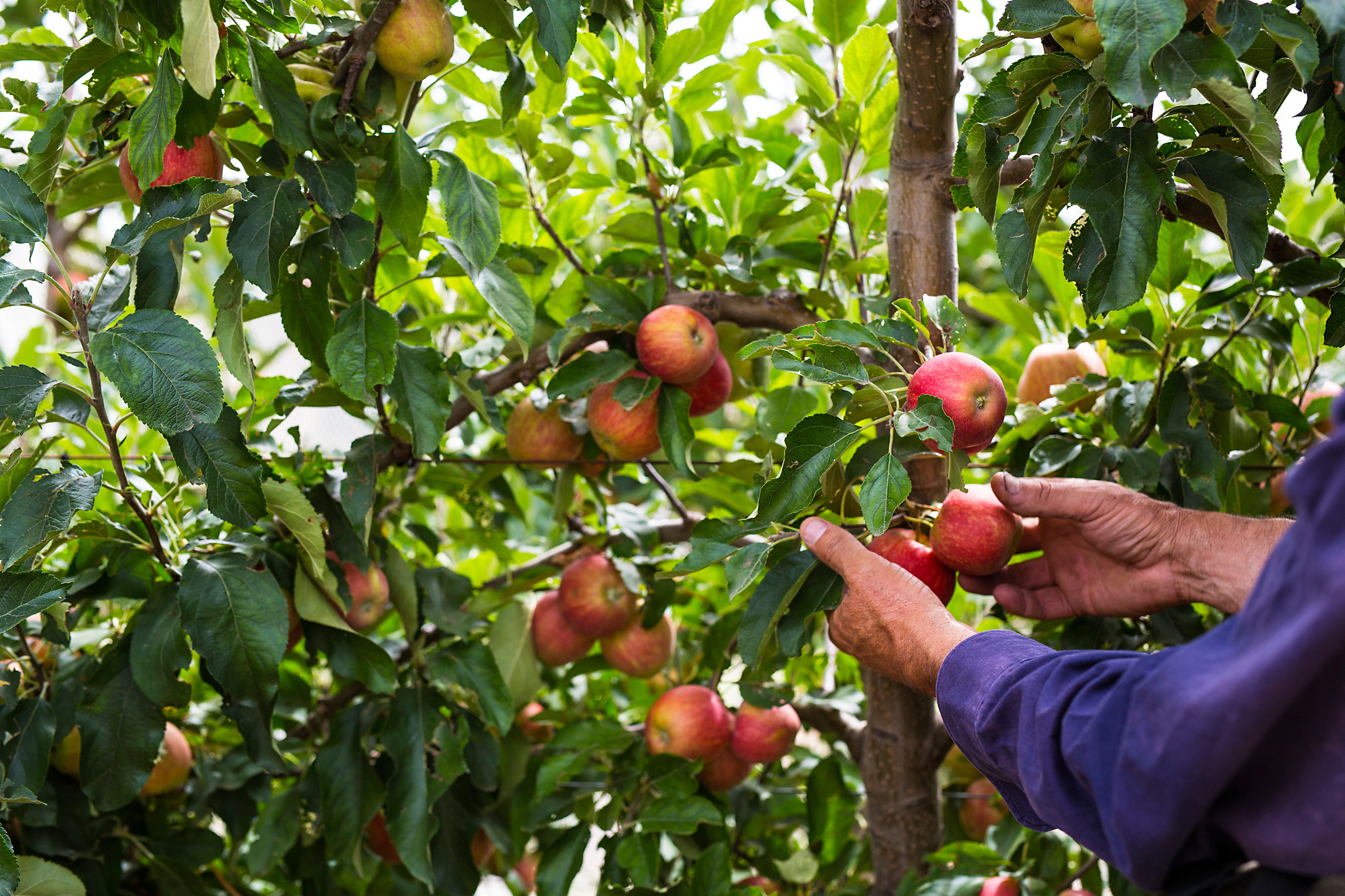 Mccarthy's Orchard, Fleurieu Peninsula