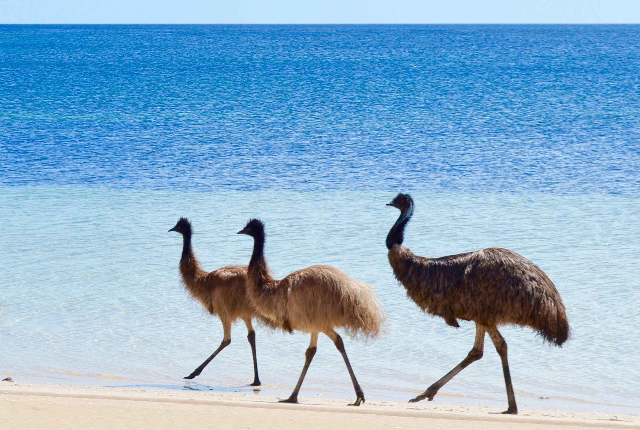 Emus Coffin Bay National Park Square Resize