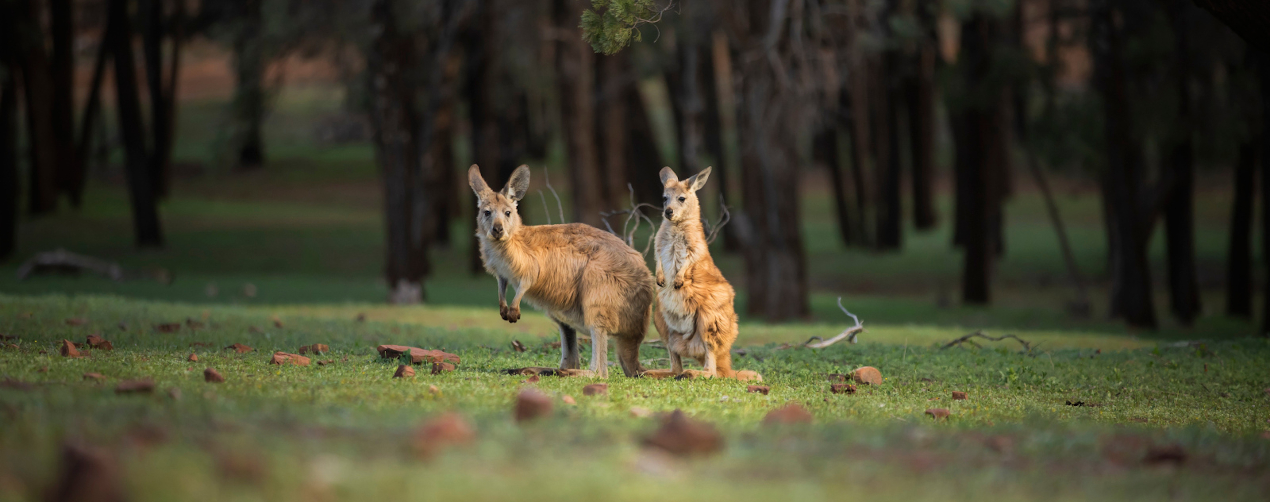 南澳大利亚经典行程推荐