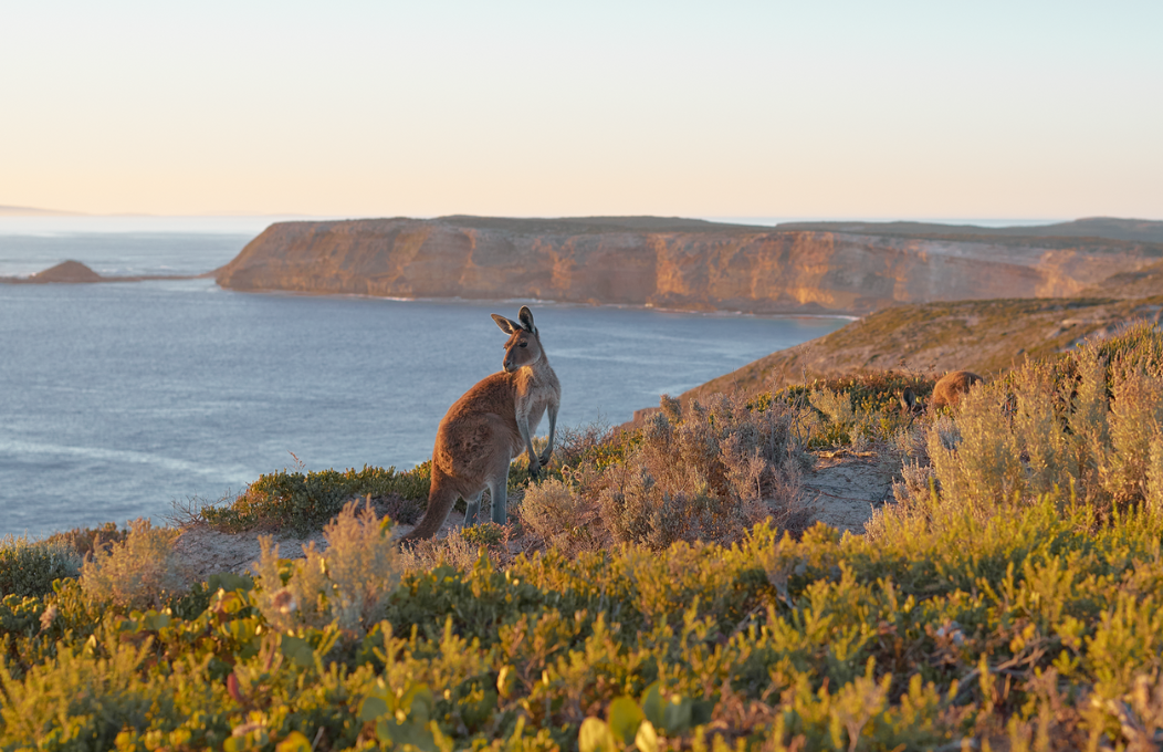 Floating Feature Kangaroo, Cape Du Couedic