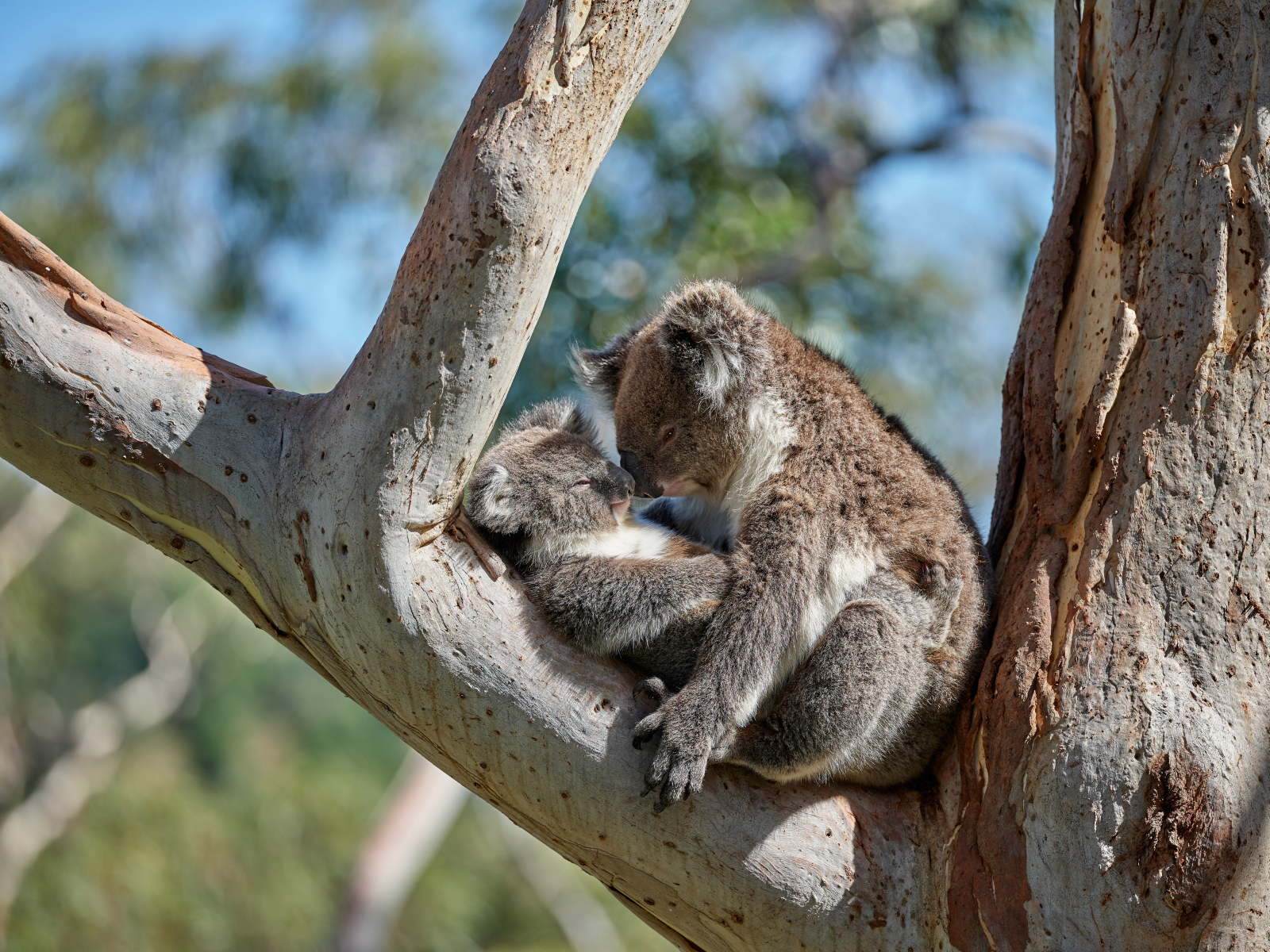 Koalas Adelaide Hills