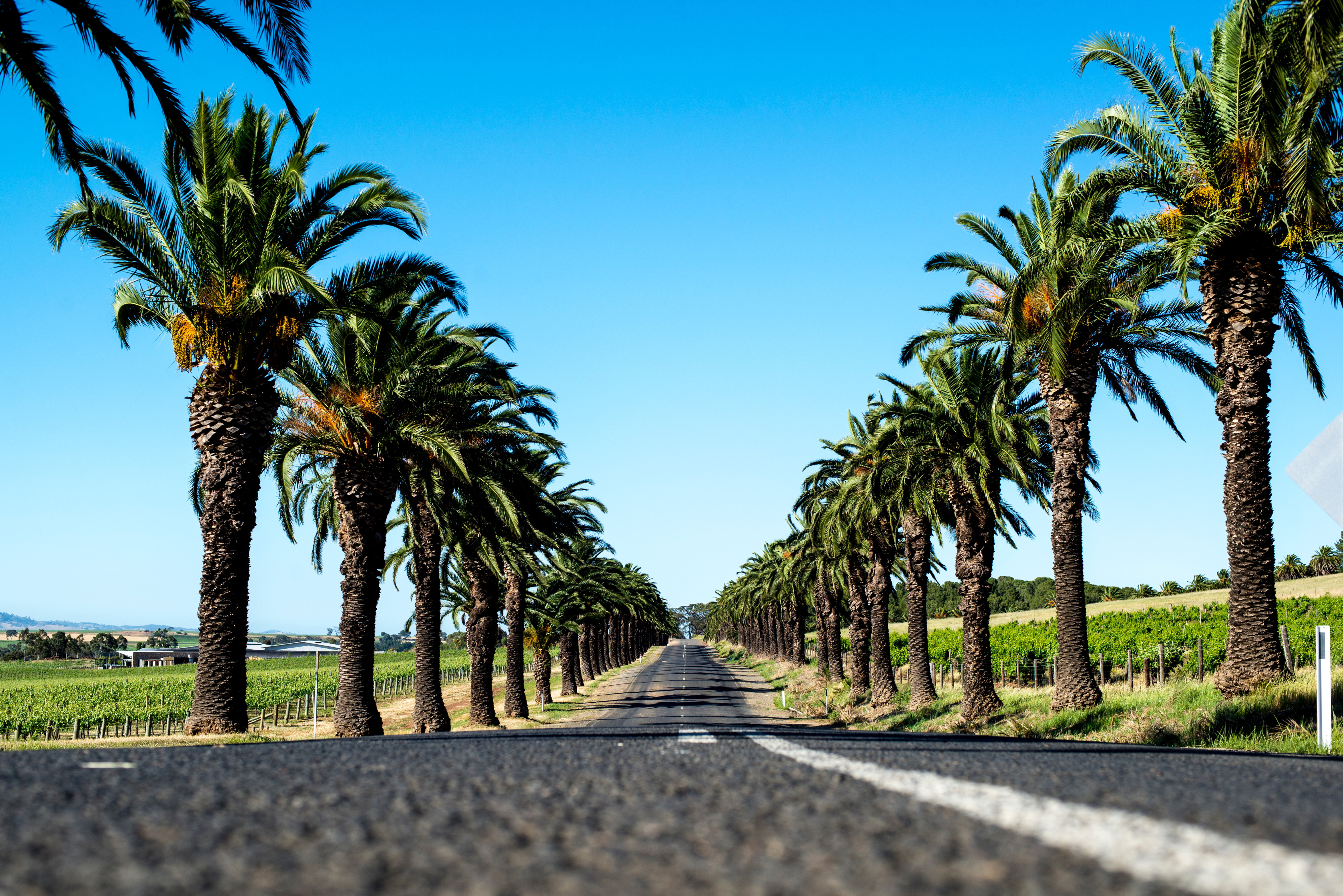 Seppeltsfield, Barossa