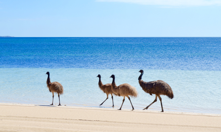 South Australian Experts - Quiz 1